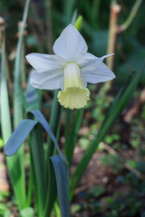 Fototapeta premium daffodil in the garden