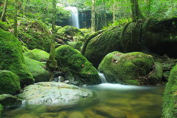 stream in forest
