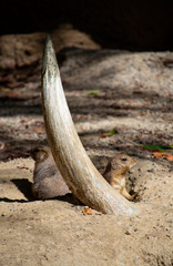 Prairie Dogs Portrait