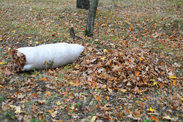 Bagged yellow dry leaves lie on the ground.