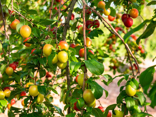 Pretty fruits hanging from the branches of a tree, Maribel Plums, surrounded by green leaves