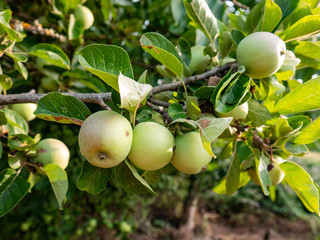 Group of green apples in the tree of an orchard