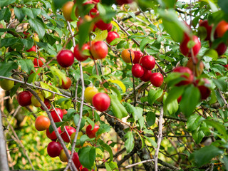 Pretty fruits hanging from the branches of a tree, Maribel Plums, surrounded by green leaves