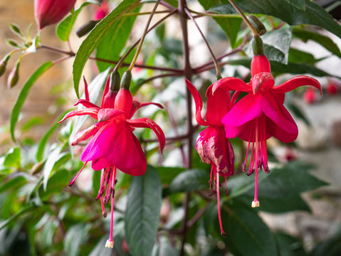 Fuchsia flowers, queen`s earrings, on a beautiful background of green leaves