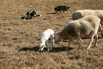 White lamb surrounded by sheep and sheep dogs on a farm Ovis orientalis aries