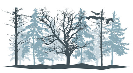 Winter forest. Trees silhouette. Oak, bare pines and beautiful fir trees. Vector illustration.