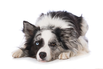 Border collie dog lying on white background