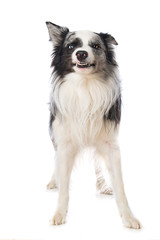 Border collie dog makes a grimace, on white background