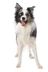 Happy border collie dog on white background