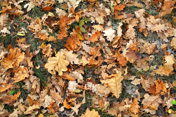 Yellow leaves lie on the ground in the autumn forest