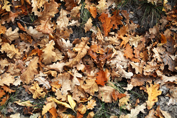 Yellow leaves lie on the ground in the autumn forest