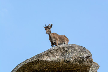 Mountain goat on a big rock looking forward with a blue sky
