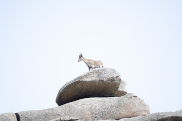 Mountain goat on a big rock with a blue sky