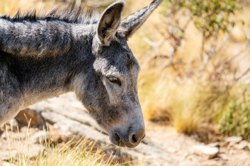 Naklejka na ściany i meble Portrait of a gray donkey in the field while feeding, short shot