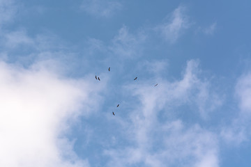 Group of  vultures flying in a blue sky