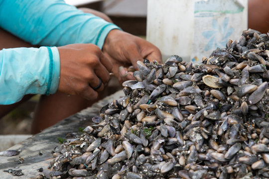 Recife / Pernambuco / Brazil. October 2, 2018. Sururu fishing in the Ilha de Deus community in Recife, Pernambuco.