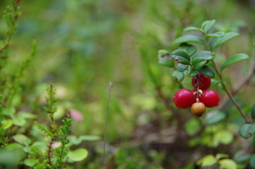 Obraz premium berries of cowberries in the forest