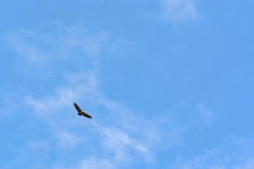 A vulture Flying in a blue sky