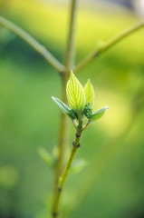 Little ginger kitten in the hands. Little cute ginger cat. Fluffy. Red