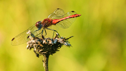 Macro of a beautiful dragonfly on a branch