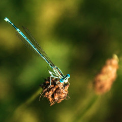 Macro of a beautiful dragonfly on a branch