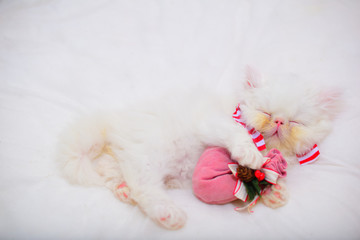 cute christmas baby kitten