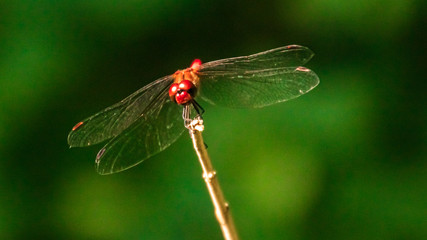 Macro of a beautiful dragonfly on a branch