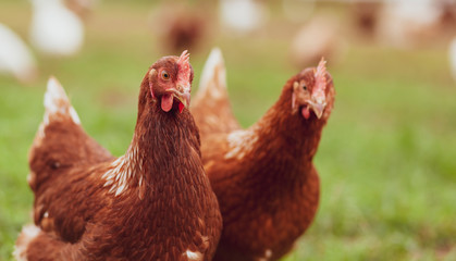 Happy hens on an organic farm - Chicken Portrait - obrazy, fototapety, plakaty
