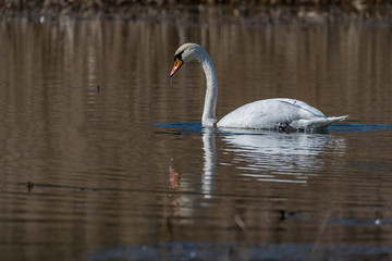 white swan on the lake