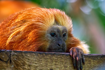 Obraz premium The golden lion tamarin