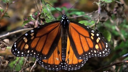 butterfly reserve 3