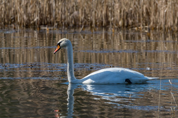 white swan on the lake