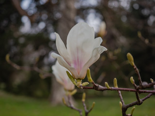 Obraz premium Flower of magnolia