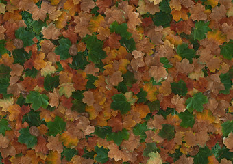 seamless autumn leaves background