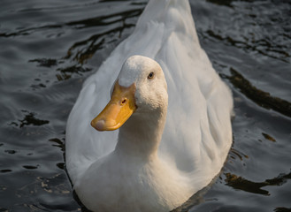 White duck in swimming in the lake