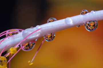 Close-up of god Durga, reflection on water droplet