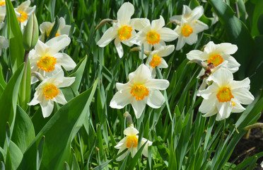 Narcissus flowers flower bed with drift yellow. White double daffodil flowers narcissi daffodils. Narcissus flower also known as daffodil, daffadowndilly, narcissus, and jonquil.