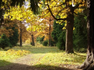 Naklejka premium autumn forest landscape. Wallpaper