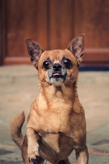 Portrait of a cute small dog.