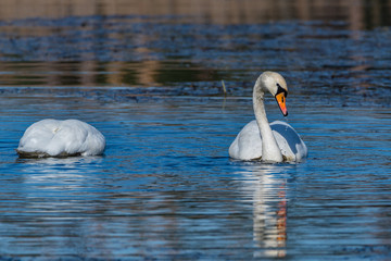 white swan on the lake