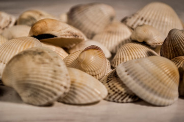 close-up seashells on a wooden table