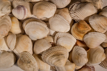 seashells background, close-up of seashells. summer time concept