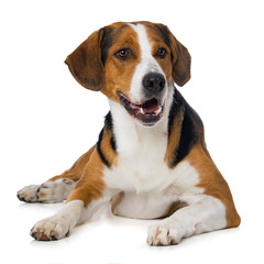Mixed breed dog lying on white background