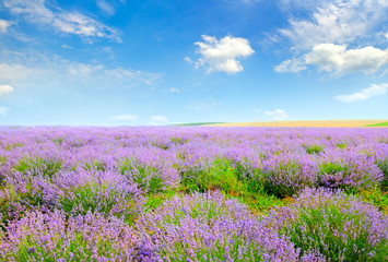 Fototapeta na wymiar Blooming lavender in a field on a background of blue sky.