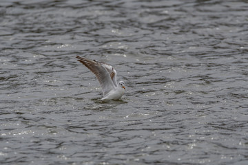 black headed gulls by the river