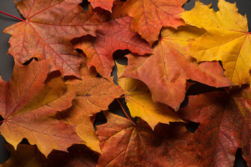 Naklejka na ściany i meble Beautiful autumn leaves on a black background