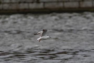 black headed gulls by the river