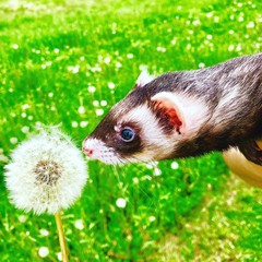 Make a wish ferret