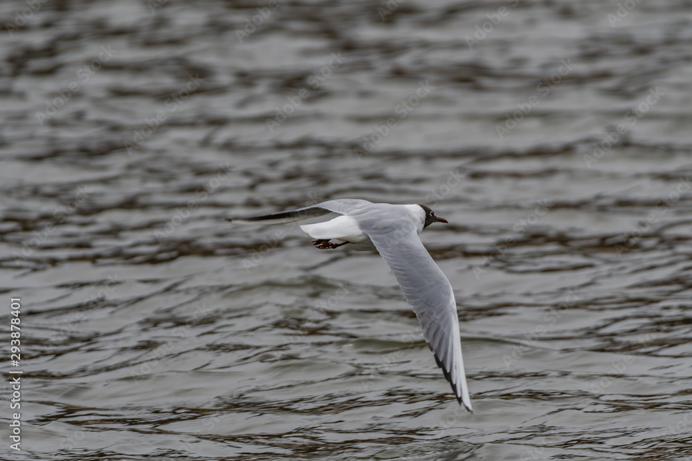 Wall mural black headed gulls by the river