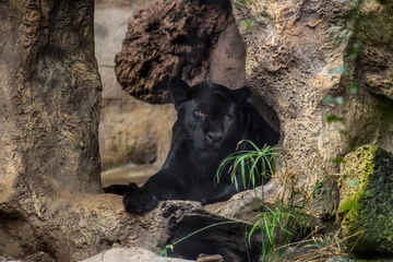 Foto op Plexiglas  black panther  © Grace